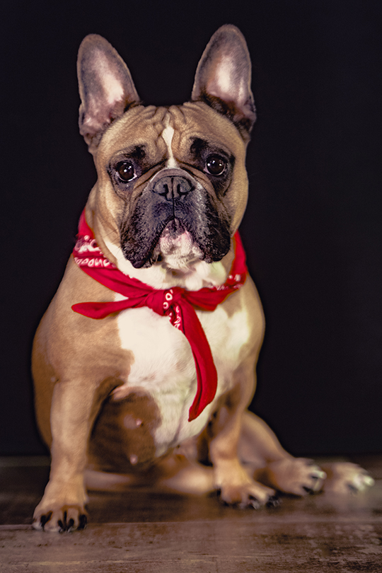photographe d'animaux Liège