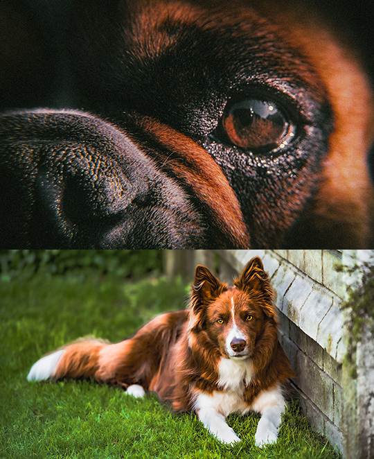photographe d'animaux Liège