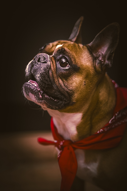 photographe d'animaux Liège