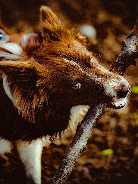 photographe d'animaux Liège